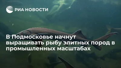 Рыбалка в Подмосковье 2024—2025: лучшие места, где можно ловить рыбу