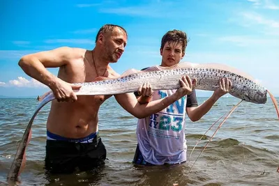 Без чешуи и морда страшная». Рыбаки в Приморье начали ловить ядовитую фугу  | ОБЩЕСТВО | АиФ Владивосток