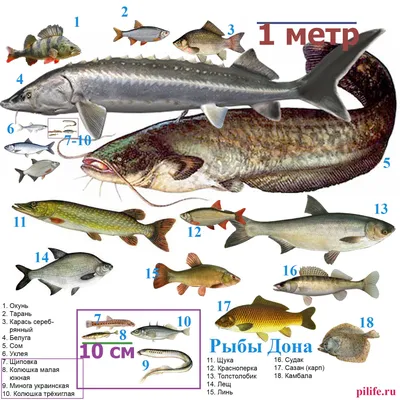 Рыбы реки дон фото фотографии