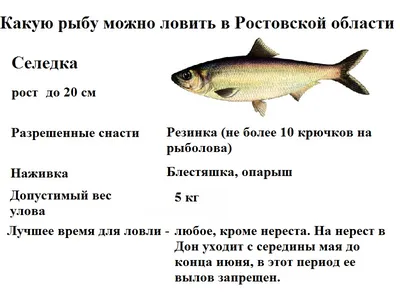 Житель Ростовской области выловил в Дону 15-килограммового белого амура »  DonDay - новости Ростова-на-Дону. Происшествия, события, новости бизнеса,  политики, культуры и спорта.