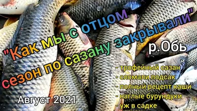 Алтайские ученые назвали самую опасную рыбу в Оби, которая переносит  описторхоз - МК Барнаул