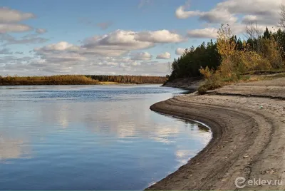 Муксун (Якутия), 1 кг.