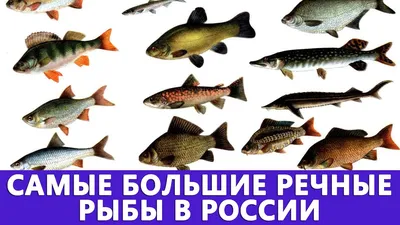 Улов рыбы в России вырос до 4,6 млн тонн — РБК