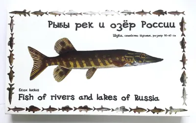 Самые большие речные рыбы в России | Пикабу