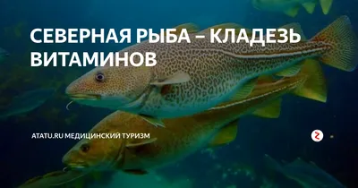 Мальма (Salvelinus malma) | РУССКИЙ ЛОСОСЬ РУССКИЙ ЛОСОСЬ