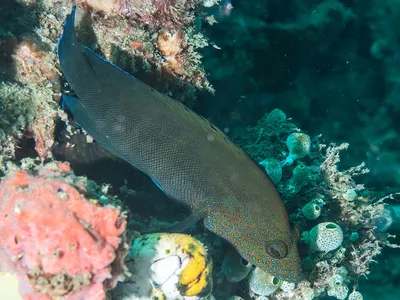 флора и фауна Сиамского залива - Изображение Red River DIvers, Остров  Пху-Куок - Tripadvisor