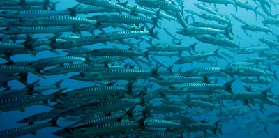 Океанариум в Паттайе (Underwater World Pattaya) - экскурсия из Паттайи |  Цены, описание