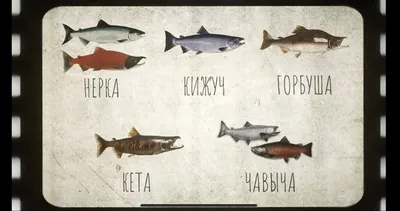 Azbuka Severa - 🐟Нельма - дикая Царская рыба, нельма не подвержена никакой  заразе. Потрясающий вкус этой белорыбицы не оставит Вас равнодушным😊  🐟Муксун - настоящий северный дикий деликатес который невозможно испортить  при приготовлении.