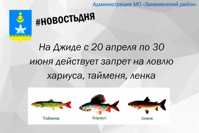 Нерыбный год»: плохая путина лосося на Дальнем Востоке привела к  подорожанию икры и рыбы - «Экология России»