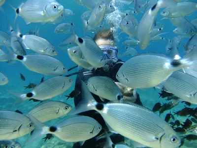 Красивые рыбы . Красивые рыбы в Средиземном море подводном . Подводный .  Красивые рыбы в Средиземном море . Школа рыбы Стоковое Изображение -  изображение насчитывающей мелководье, цветасто: 196074379