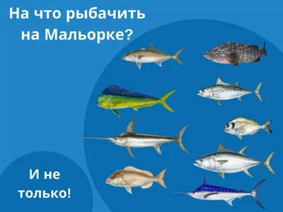 Красивое плавание рыбы с миром рыб Средиземного моря воздушных пузырей  подводным прекрасным и красивым подводным с кораллами Стоковое Фото -  изображение насчитывающей красивейшее, морск: 210319370