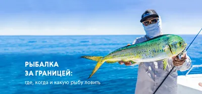 Морской лещ (Sparus aurata) - sharkseafoods.com