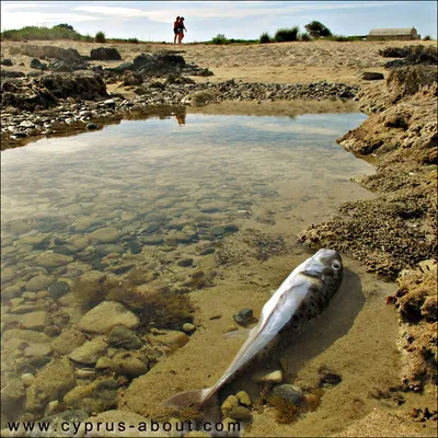 Рыбалка в Анталии 🎣 Цены, Отзывы 2024