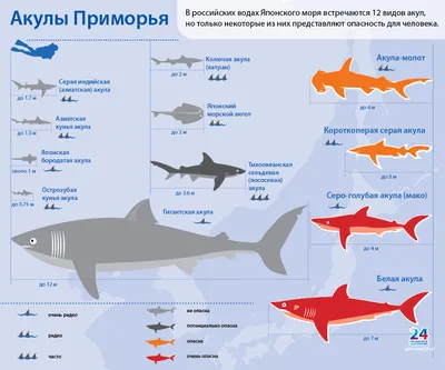 Опасные обитатели Средиземного моря | Моря мира | Дзен