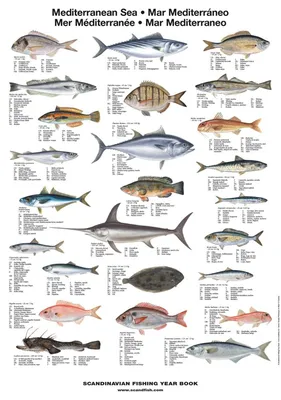 Рыбы средиземного моря - 70 фото