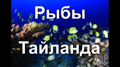 Мнения экспертов об акуле на Пхукете | Новости Таиланда