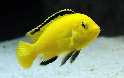 Цихлида Лабидохромис Еллоу (Labidochromis caeruleus var. Yellow) купить  недорого в Москве | Амигофиш