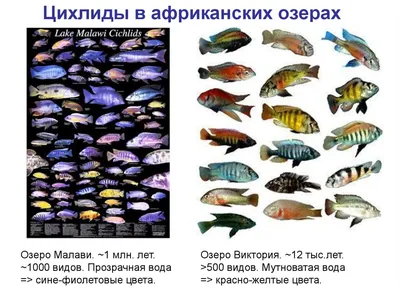 My CICHLIDS -Мои Цихлиды