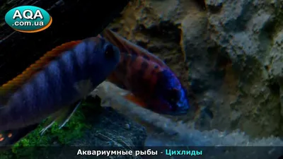 Аквариумные рыбы Цихлиды - Цихлида озера Малави Protomelas spec Steveni  Taiwan reef # птичий рынок#цихлиды#аквариум # малави#скаты | Facebook