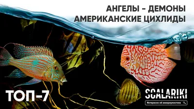 Цихлиды, большой выбор аквариумных рыб: Договорная ᐈ Рыбы | Бишкек |  96950834 ➤ lalafo.kg