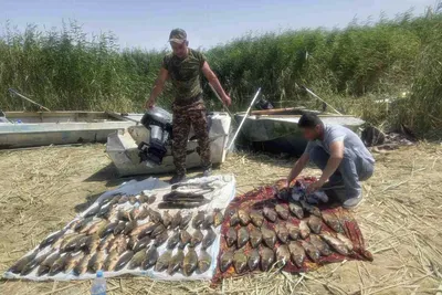 Рыбоводство в Узбекистане: выращивание рыбы и современные методы отрасли -  AGRO.UZ