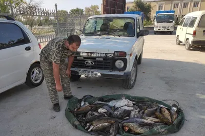 В Ташобласти охотники незаконно наловили рыбы на два миллиона сумов –  Новости Узбекистана