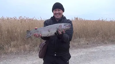 В соцсетях появились видео с массовой гибелью рыбы в реке Чирчик. Экологи  проводят проверку | Новости Узбекистана Podrobno.uz | Дзен