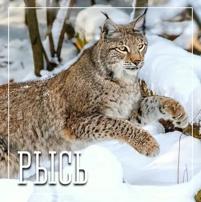 Кошки, похожие на рысь: фото и список пород