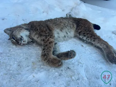 К чему снится рысь — сонник:рысь во сне | 7Дней.ру