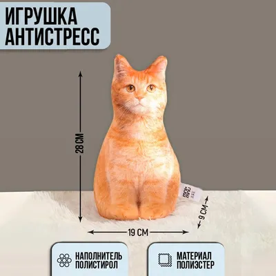 Толстый рыжий кот из популярных интернет-мемов живет в Петербурге - KP.RU