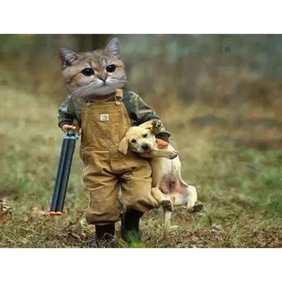 Пин на доске разное