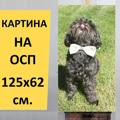 коты на аву / смешные картинки и другие приколы: комиксы, гиф анимация,  видео, лучший интеллектуальный юмор.