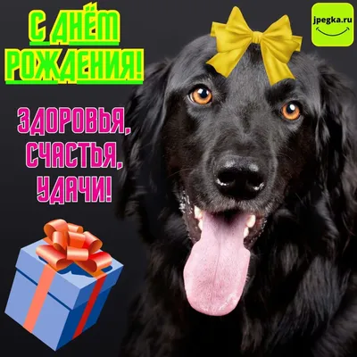 Открытки с днем рождения с собакой. 🐶🐾 40 (41 шт.)