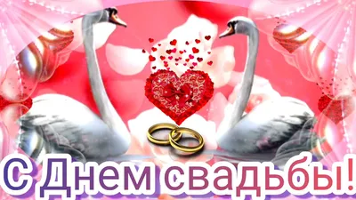 Красивая открытка с днем свадьбы с кольцами и цветами и красивым  поздравлением — скачать бесплатно