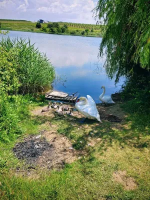 Доброе воскресное утро картинки высокого качества