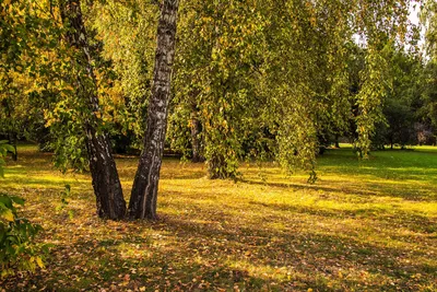 Открытки с началом осени, скачать бесплатно