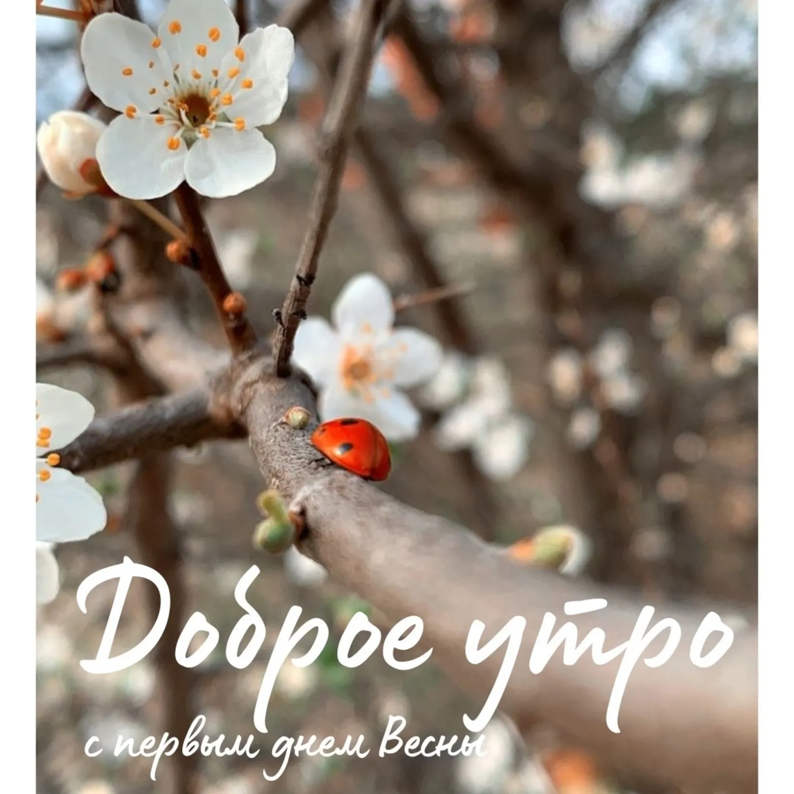 Картинки \"С первым днем весны\" (50 открыток) • Прикольные картинки и позитив Картинки \"С первым днем весны\" (50 открыток) • Прикольные картинки и позитив