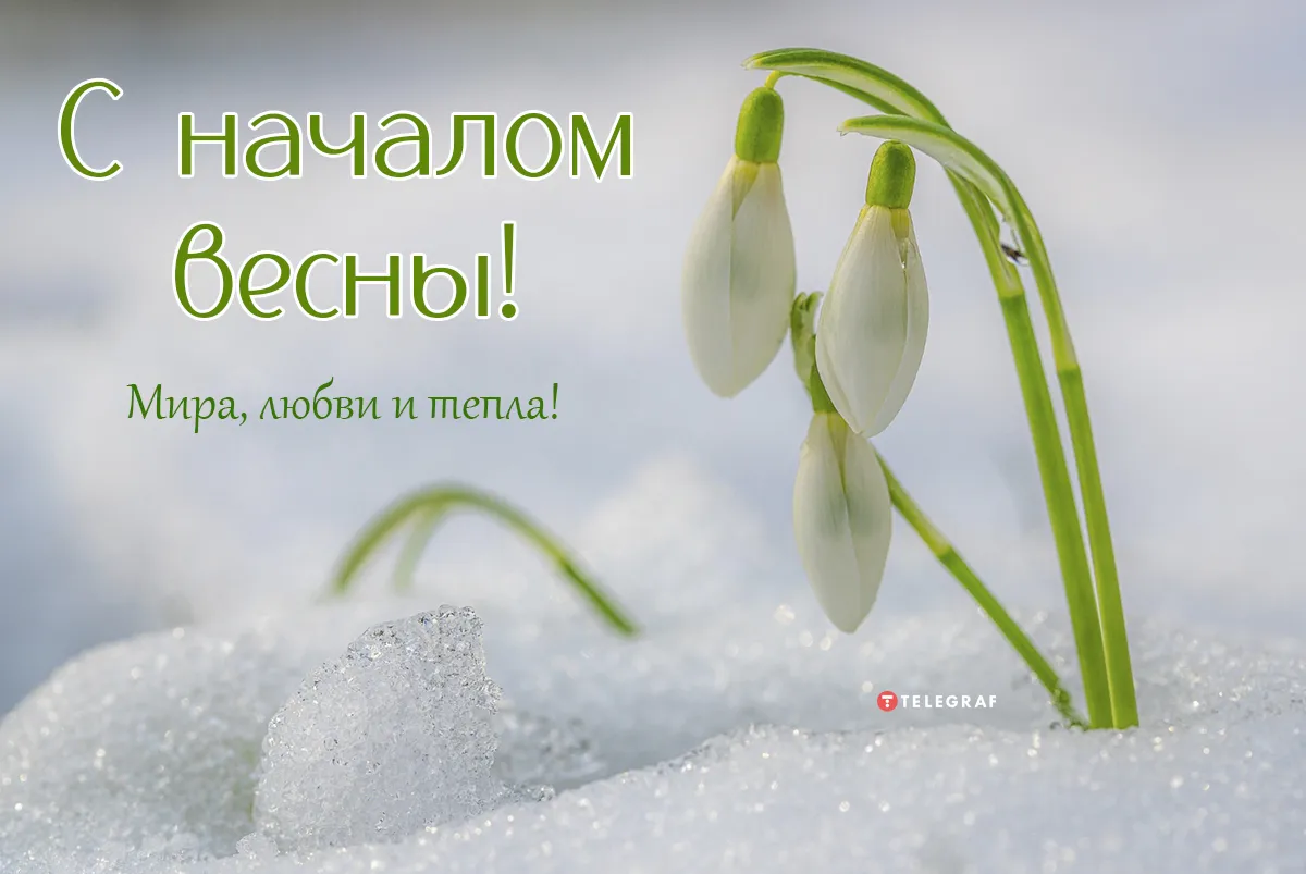 С первым днем весны – подборка картинок, открыток и пожеланий на 1 марта - Телеграф С первым днем весны – подборка картинок, открыток и пожеланий на 1 марта - Телеграф