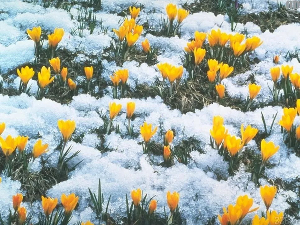 Друзья! А у нас весна🌷Дарим подарки и весеннее настроение☀️Ваш Золотой Стиль☺️ #клинцы #брянскаяобласть #гомель #гомельскаяобласть #унеча… | Instagram Друзья! А у нас весна🌷Дарим подарки и весеннее настроение☀️Ваш Золотой Стиль☺️ #клинцы #брянскаяобласть #гомель #гомельскаяобласть #унеча… | Instagram