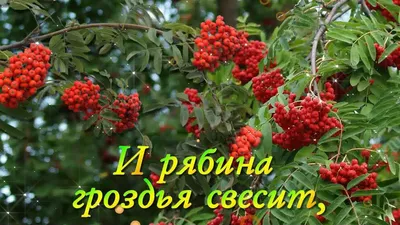 Пин от пользователя Наталья Савкина на доске Доброе утро | Счастливые  картинки, Доброе утро, Цитаты