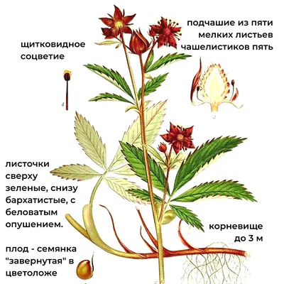 Сабельник трава 50 г стоимость, отзывы, инструкция, купить по низкой цене в  Украине: Киев, Днепр, Харьков, Одесса, Львов - 1 Социальная Аптека