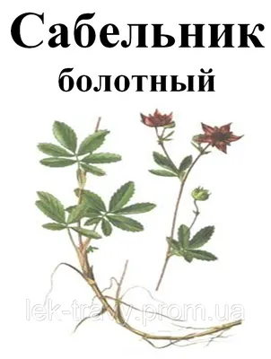 Сабельник таблетки 0,5 г №60 - купить в Аптеке Низких Цен с доставкой по  Украине, цена, инструкция, аналоги, отзывы