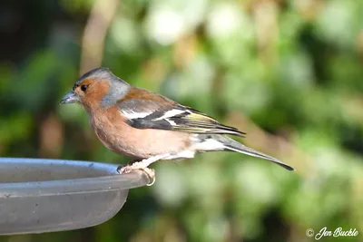 Garden Birds * Gartenvögel * Pájaros de jardín * Oiseaux d… | Flickr