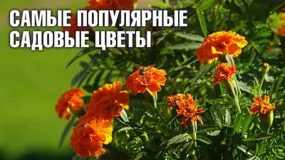 Купить многолетние садовые цветы | Florium.ua - цены ниже