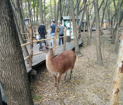 Зоопарк Сафари-Парк | Krasnodar