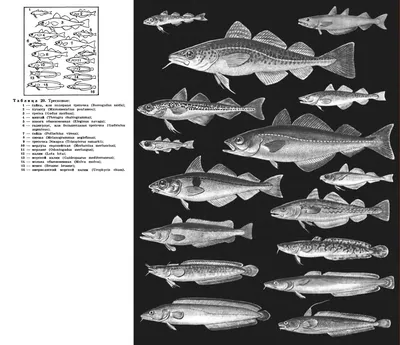 File:Boreogadus saida areal.png - Wikimedia Commons