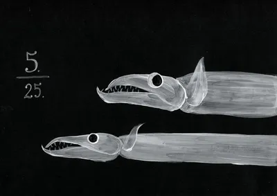 Rough hookear sculpin Artediellus scaber, Bolshoy Island: A -in vivo... |  Download Scientific Diagram