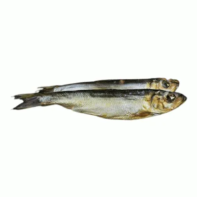 Балтийская килька (Sprattus sprattus) - sharkseafoods.com