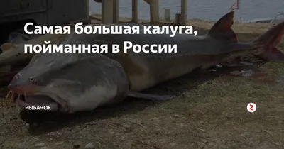 Самая большая калуга, пойманная в России | Рыбачок | Дзен
