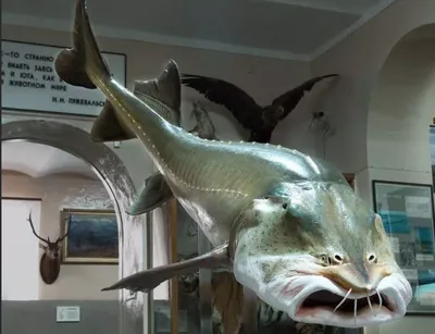 Самая большая пресноводная рыба | Секреты рыбной | Ryb-fishing.ru | Дзен